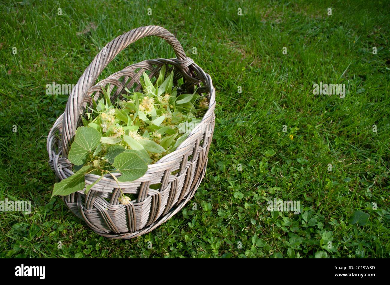 Saison der Ernte Lindenblüten für Kräutertee. Natürliche Heilkräuter. Stockfoto