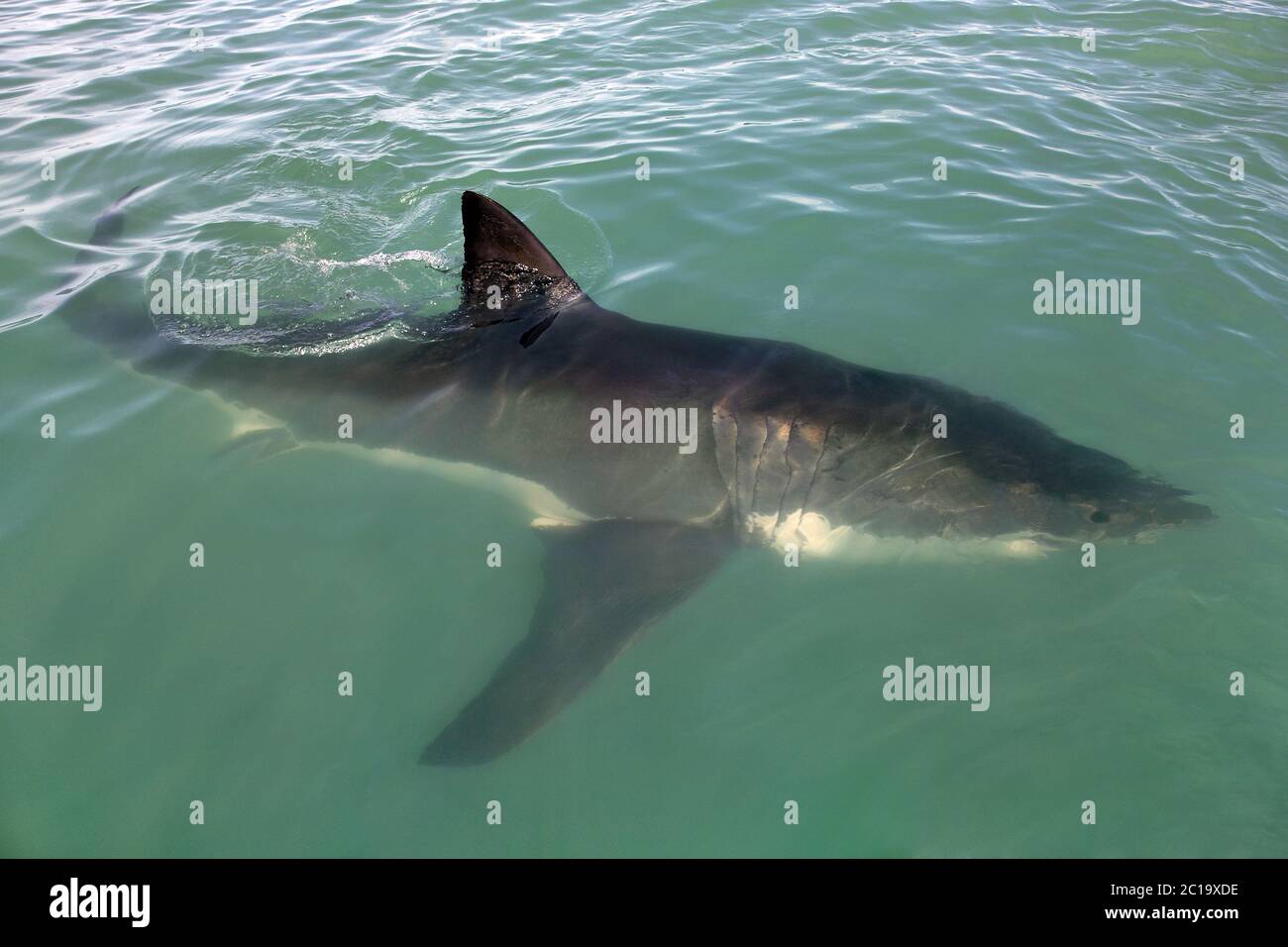 Großer weißer Hai - Carcharodon carcharias Stockfoto