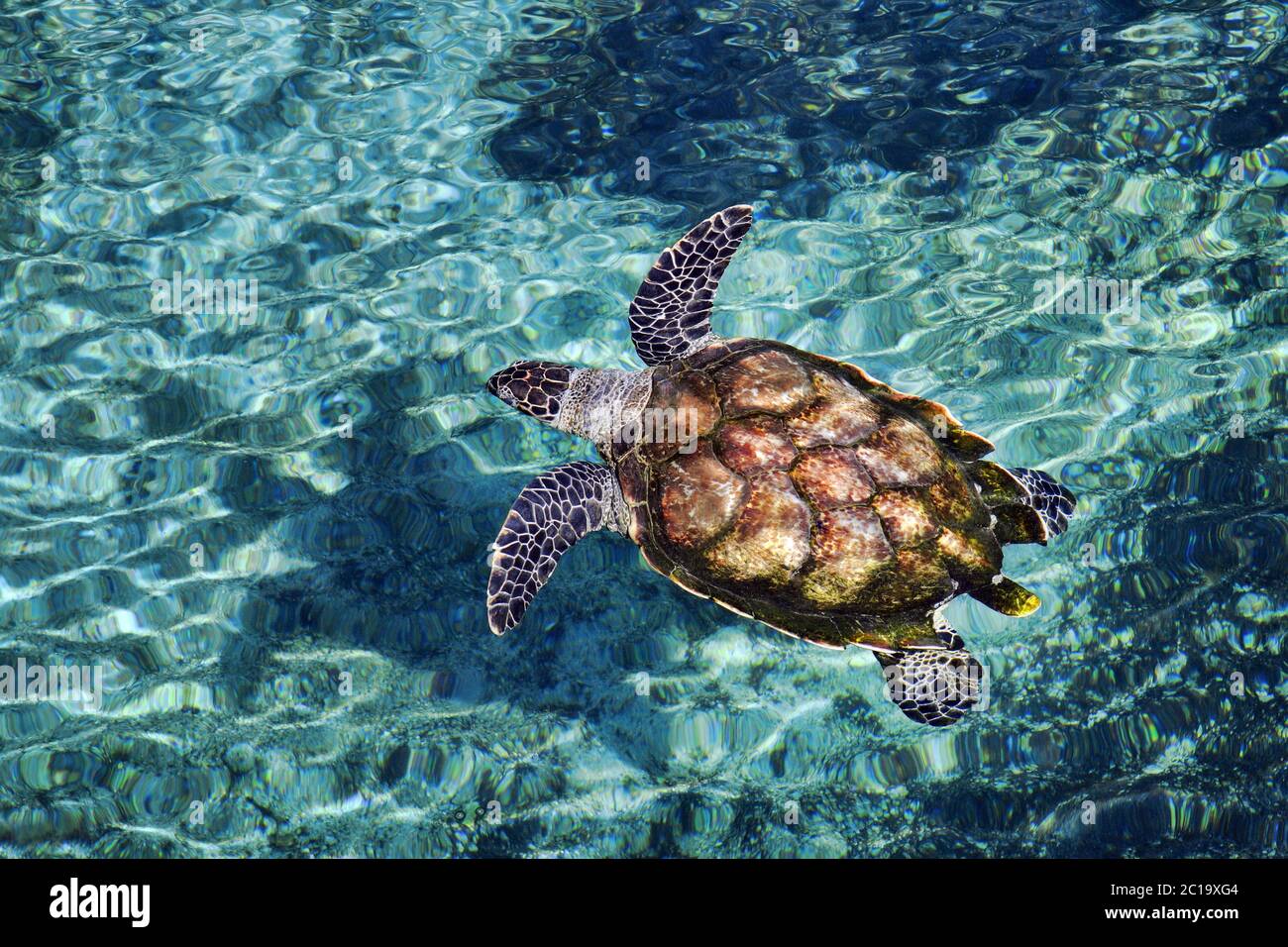 Hawksbill Meeresschildkröte - Eretmochelys imbricata Stockfoto