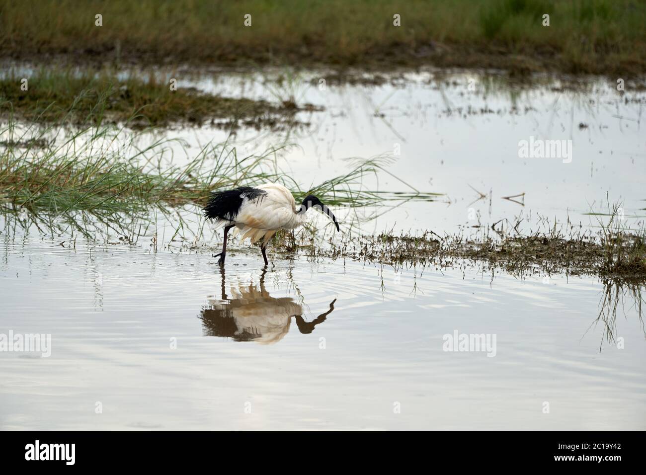 Afrikanische heilige Ibis Threskiornis aethiopicus Watvogel Kenia Threskiornithidae im alten Ägypten mit dem gott Thoth verbunden Stockfoto