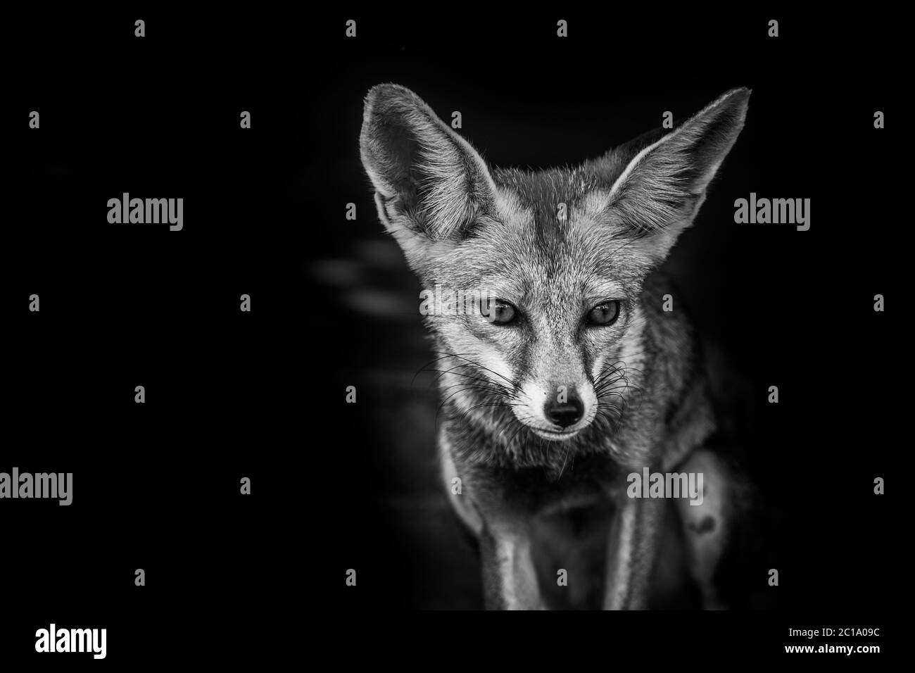 Weiß Fuß Fuchs oder Wüstenfuchs oder Vulpes vulpes pusilla schwarz und weiß Porträt auf Tal chhapar Heiligtum, rajasthan, indien Stockfoto