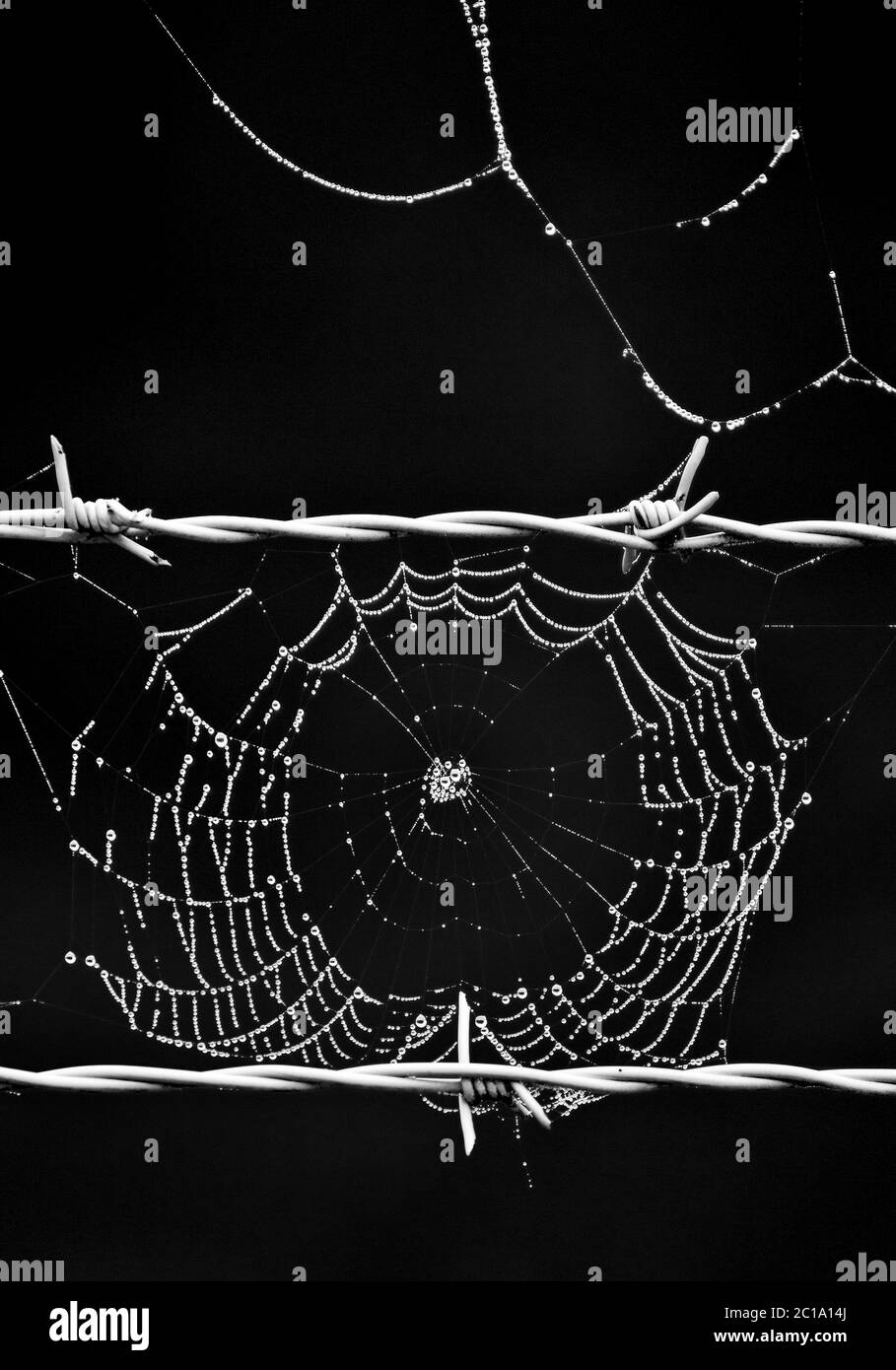 Stacheldraht und Spinnennetz, Brühl, Nordrhein-Westfalen, Deutschland, Europa Stockfoto