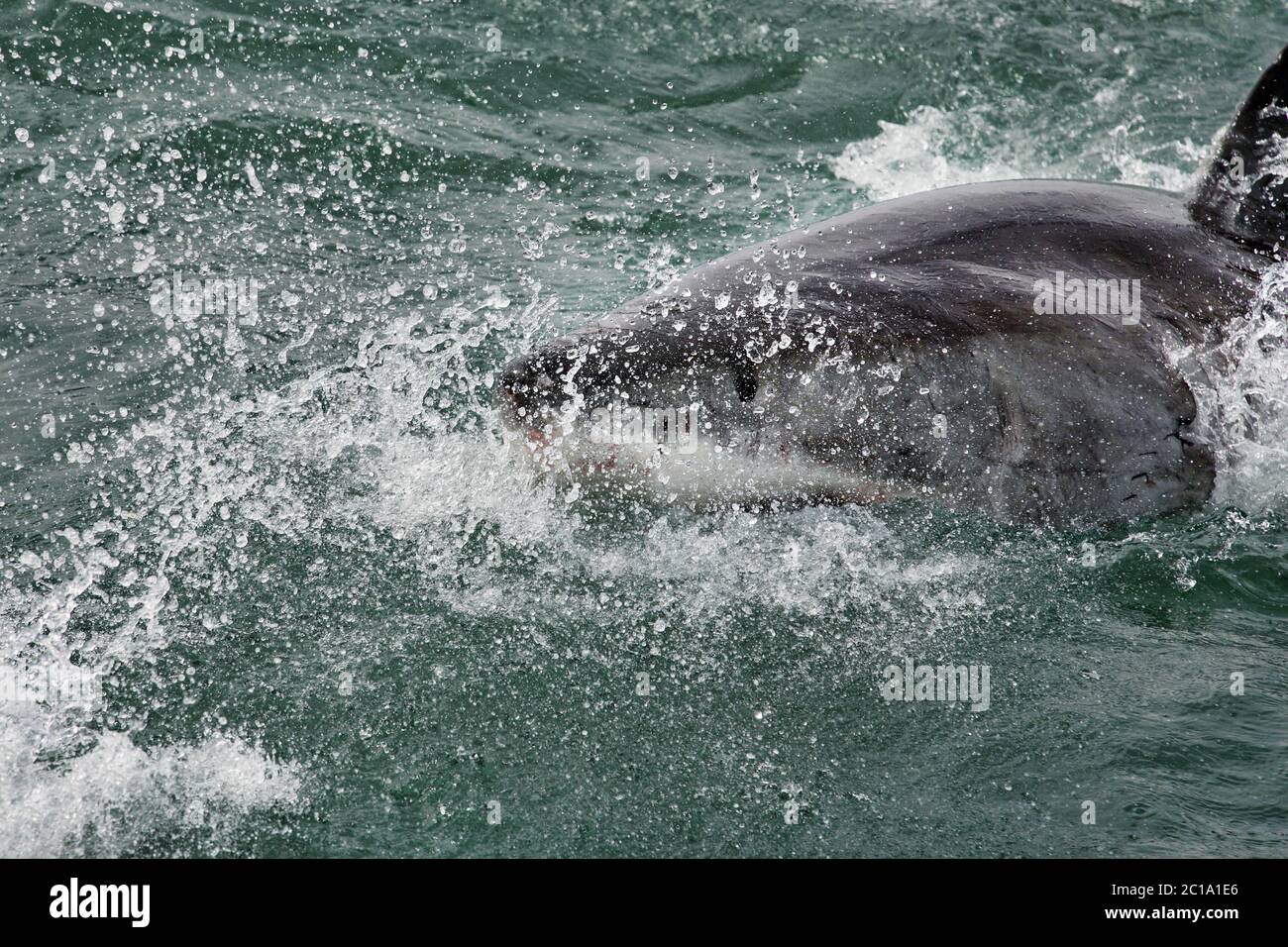 Großer weißer Hai - Carcharodon carcharias Stockfoto