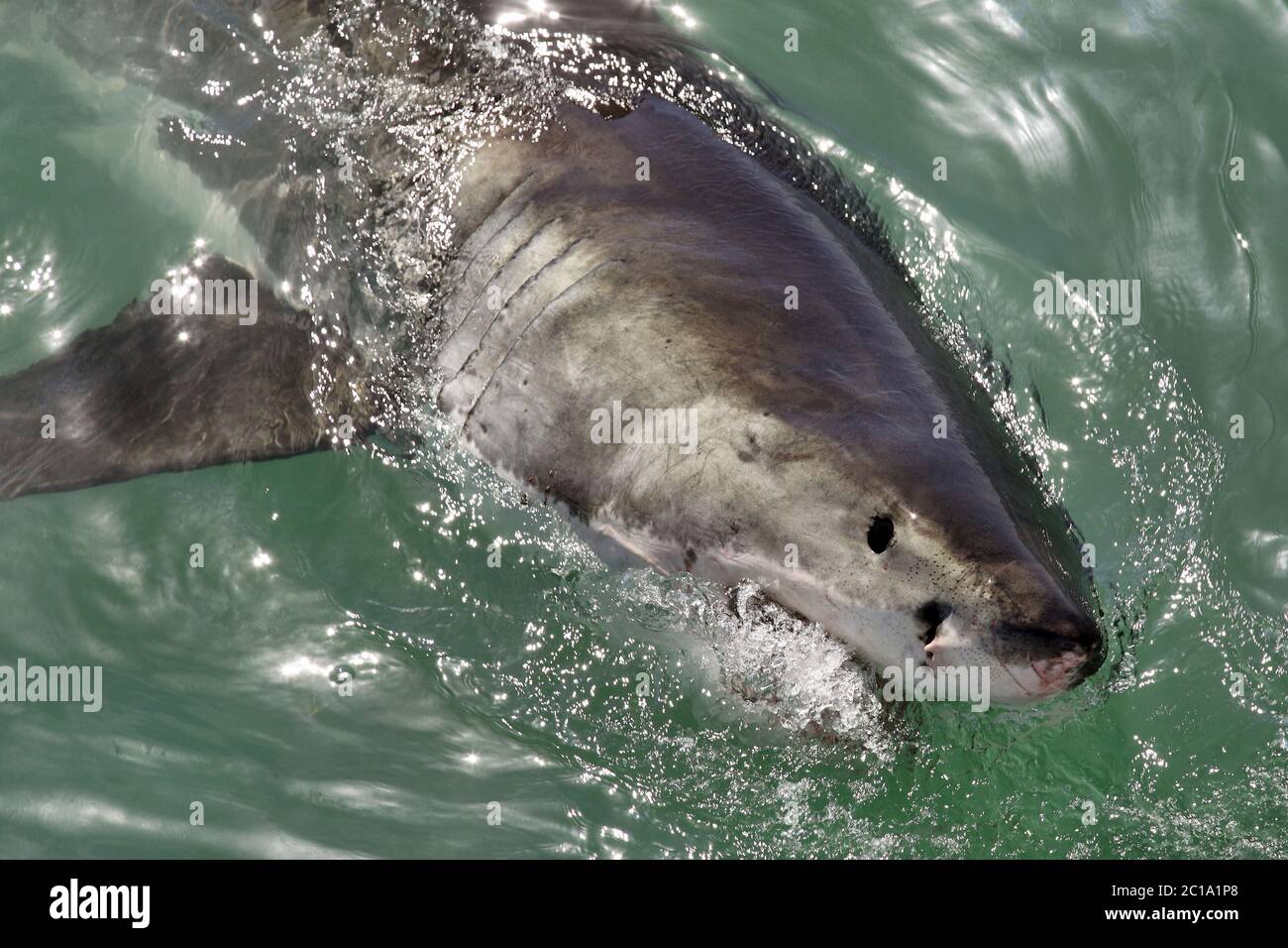 Großer weißer Hai - Carcharodon carcharias Stockfoto