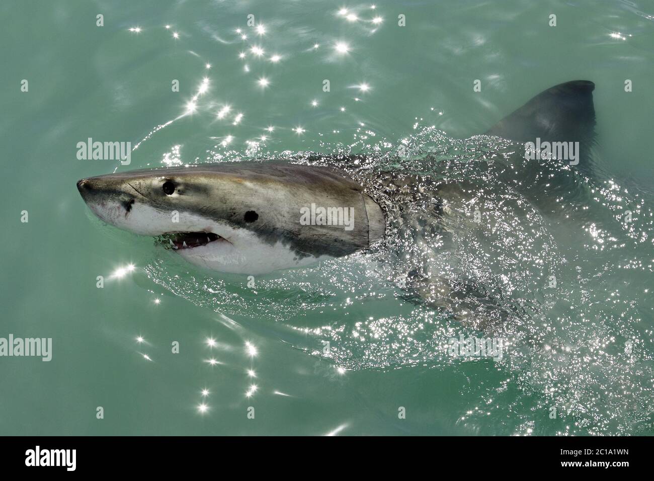 Großer weißer Hai - Carcharodon carcharias Stockfoto
