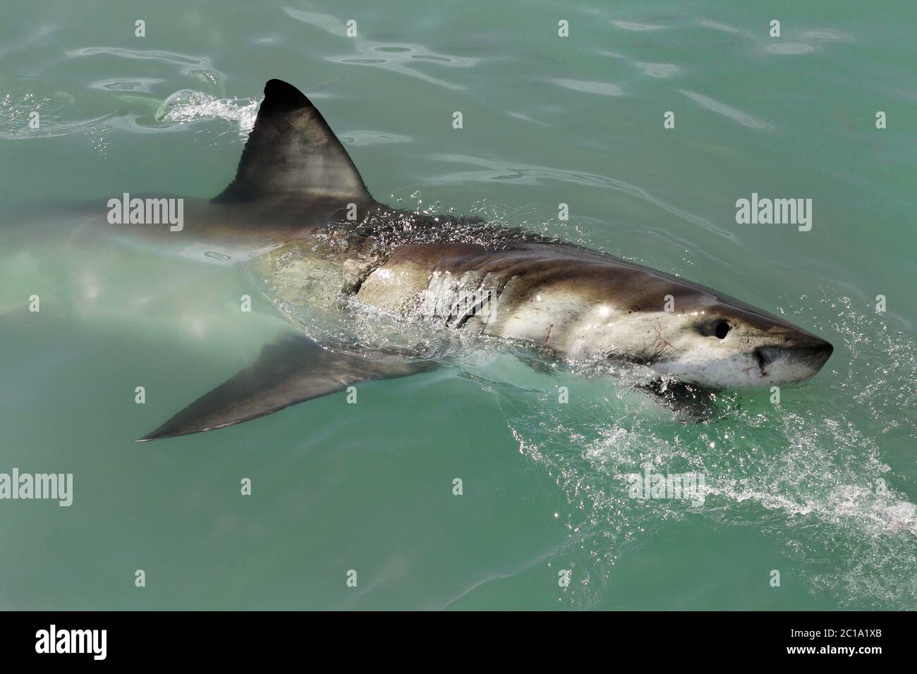 Großer weißer Hai - Carcharodon carcharias Stockfoto