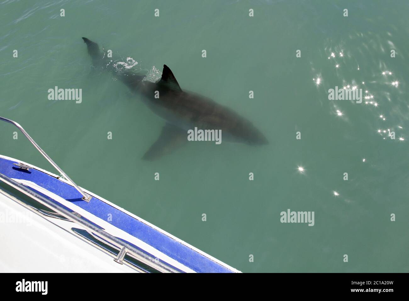 Großer weißer Hai - Carcharodon carcharias Stockfoto