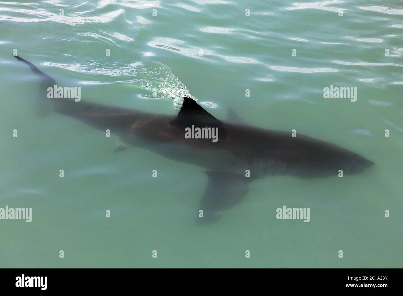 Großer weißer Hai - Carcharodon carcharias Stockfoto