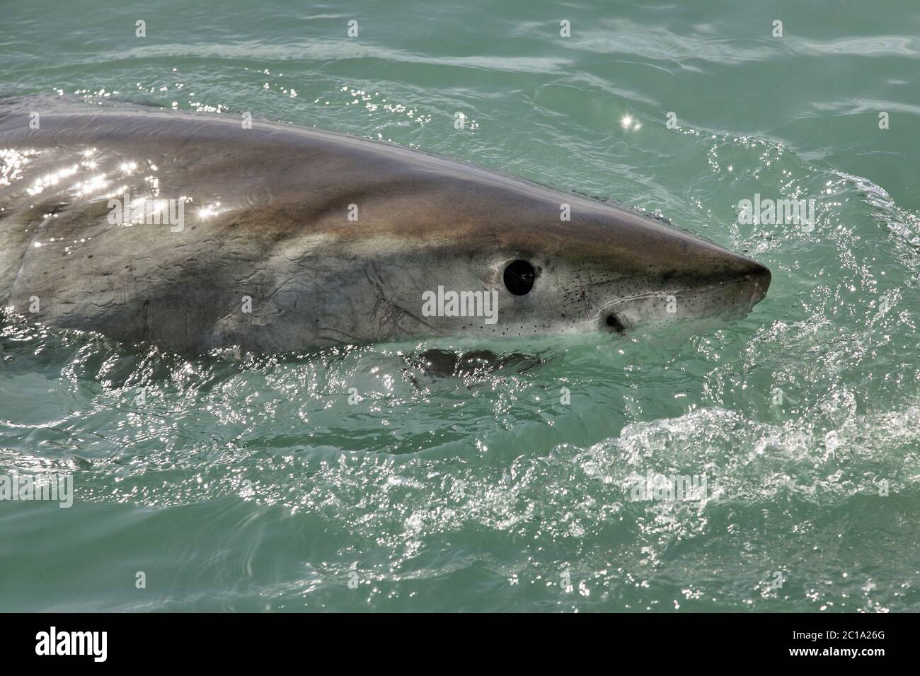Großer weißer Hai - Carcharodon carcharias Stockfoto