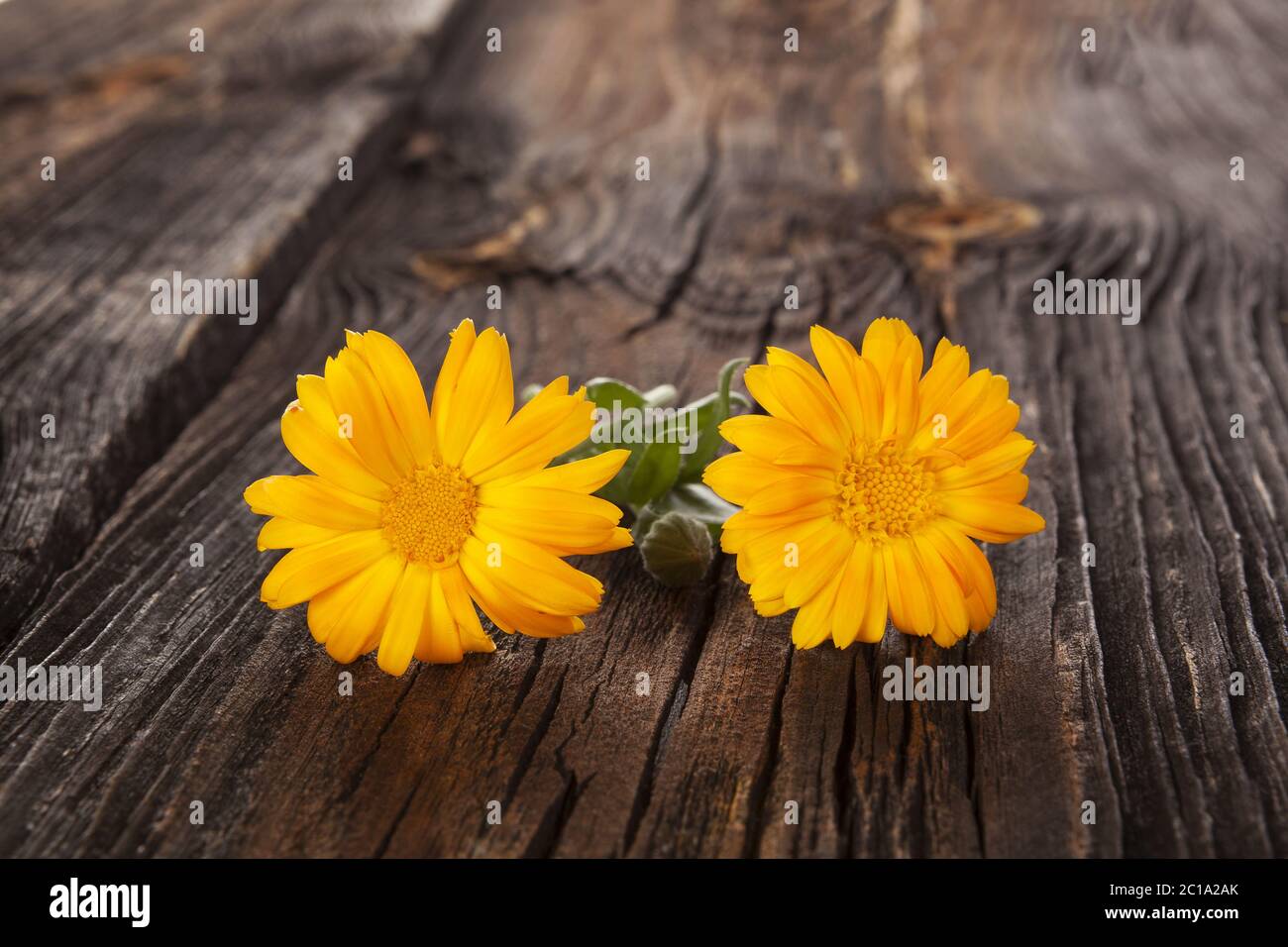 Gesunde calendula Blüten Stockfoto