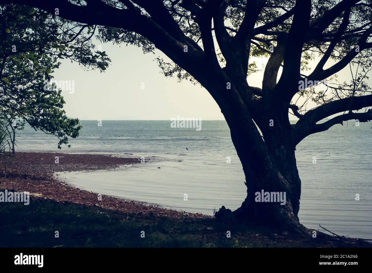 Einzelnen Baum am Ufer eines Sees Stockfoto