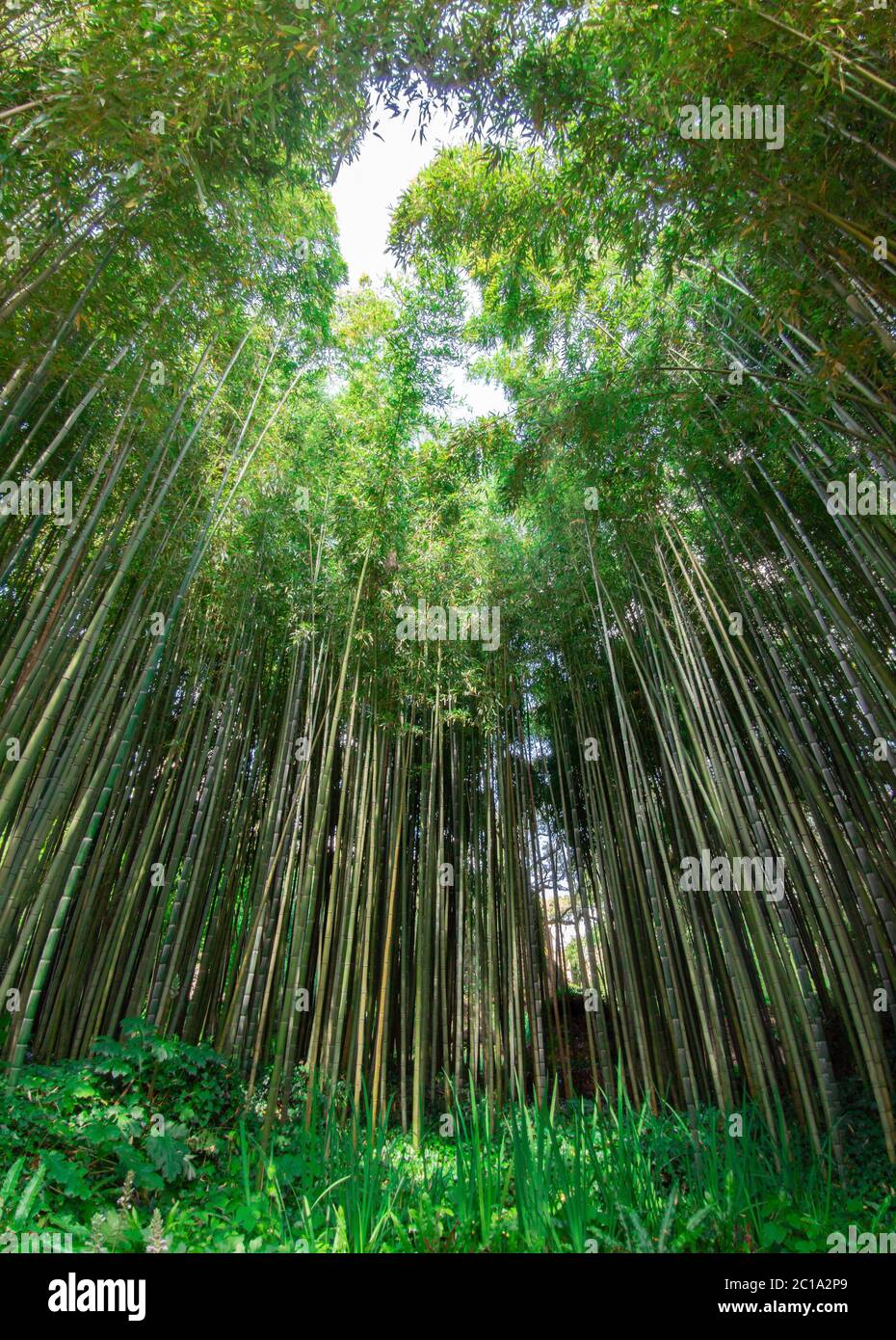 Garten von Ninfa (Latina, Italien) - EIN privates Naturdenkmal mit mittelalterlichen Ruinen in Stein, Blumen Park und ein ehrfürchtiges Wildbach mit wenig Fall. Stockfoto