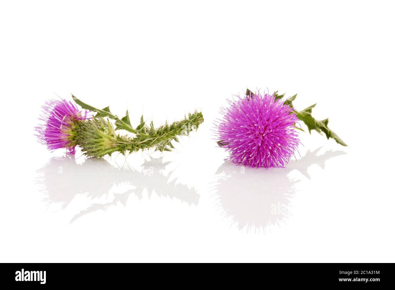 Thistle Blume isoliert Stockfoto