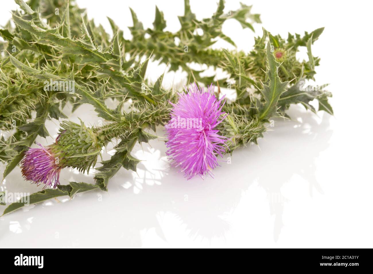 Lila Blume des carduus. Stockfoto