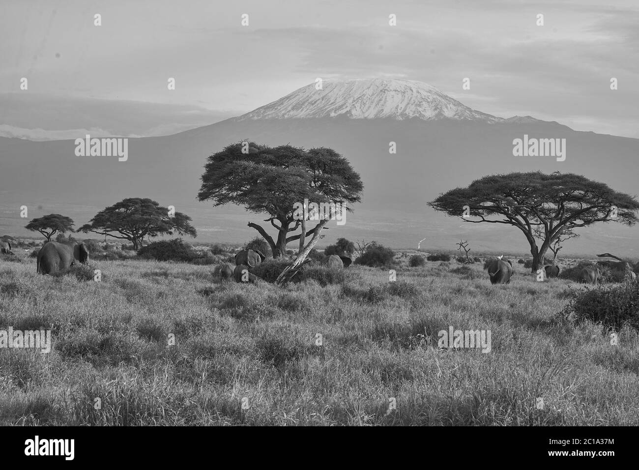 Elefantengruppe Amboseli - Big Five Safari -Kilimandscharo Afrikanischer Buschelefant Loxodonta africana Stockfoto