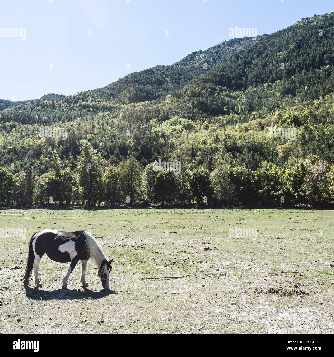 Pferd auf einer Wiese in Frankreich Stockfoto Pferd auf einer Wiese in Frankreich Stockfoto
