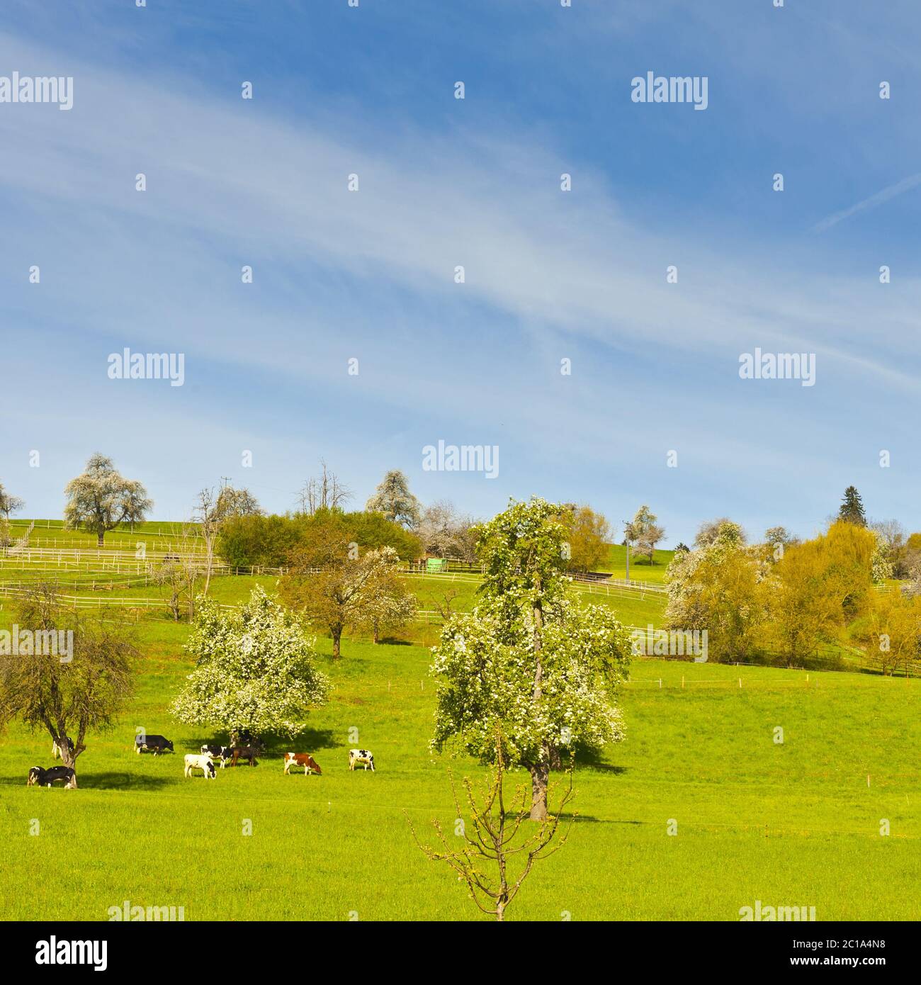 Kühe, Wiese und blühende Bäume in der Schweiz Stockfoto Kühe, Wiese und blühende Bäume in der Schweiz Stockfoto