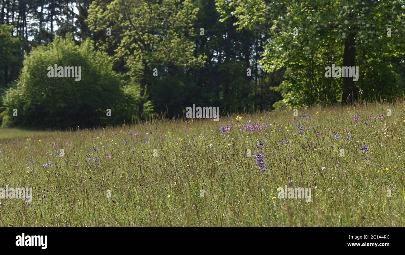 Trockenrasen mit vielen Arten von Gras und wilden Blumen, ruhige geräumige reiche maedow für erholsamen Urlaub Stockfoto