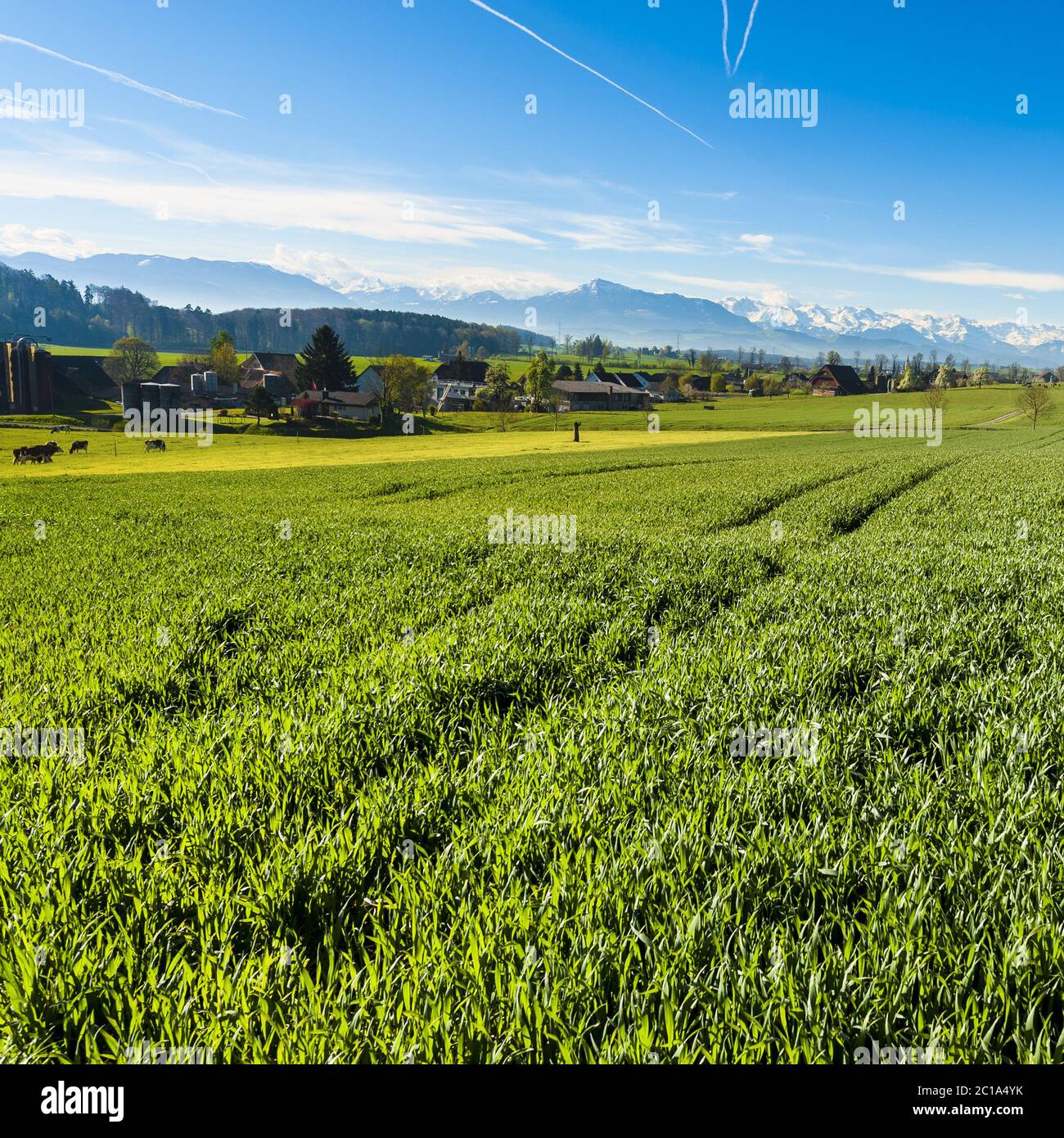 Tierhaltung in der Schweiz Stockfoto Tierhaltung in der Schweiz Stockfoto