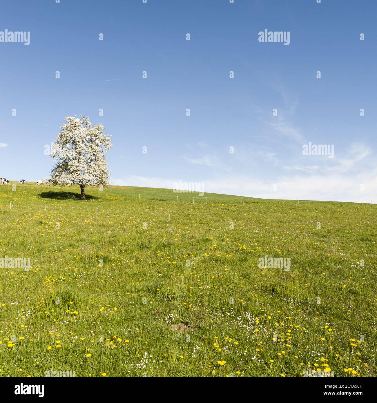 Kühe, Wiese und blühende Bäume in der Schweiz Stockfoto Kühe, Wiese und blühende Bäume in der Schweiz Stockfoto