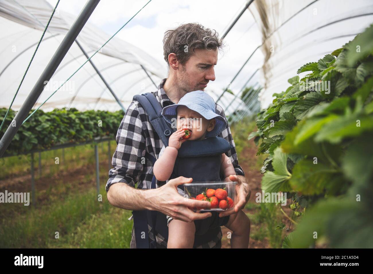 Ein Vater und ein Sohn pflücken gerne gemeinsam frische Erdbeeren. Familienleben. Stockfoto