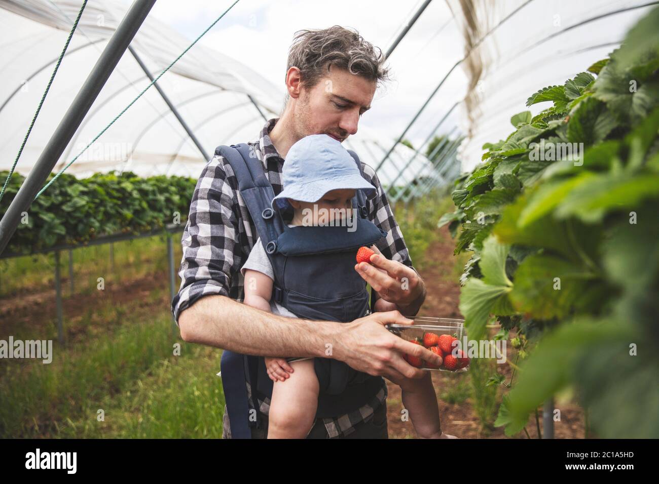 Ein Vater und ein Sohn pflücken gerne gemeinsam frische Erdbeeren. Familienleben. Stockfoto