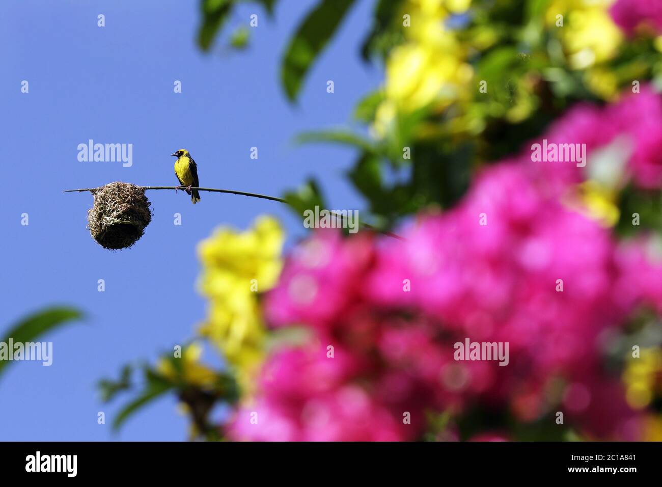 Dorfweber (Männchen) - Ploceus cucucullatus Stockfoto