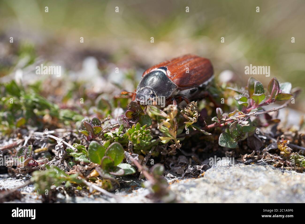 Hahnenkäfer auch genannt Maybug oder Doodlebug Europäische Käfergattung Melolontha Familie Scarabaeidae Stockfoto