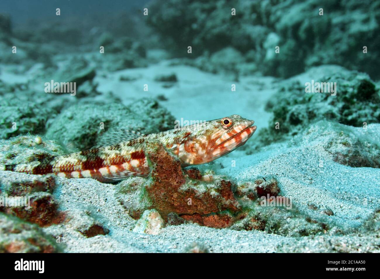 Lizardfish - Synodus sp. Stockfoto
