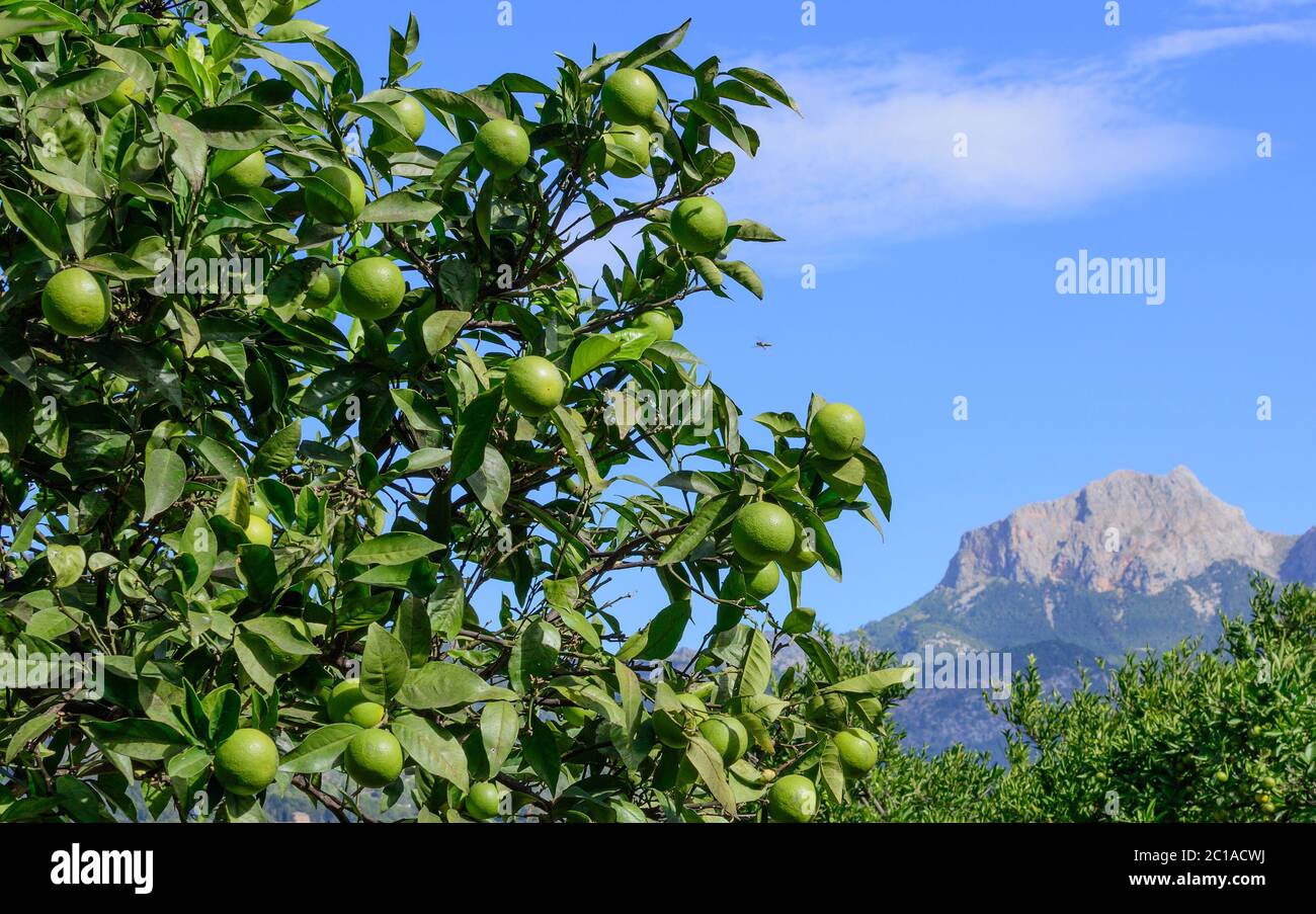 Grüne Orangen reifen auf einem Baum Mallorca, Spanien Stockfoto