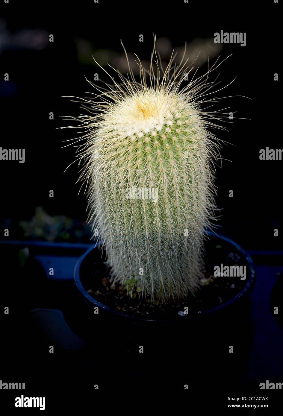 Kaktus im Licht Stockfoto