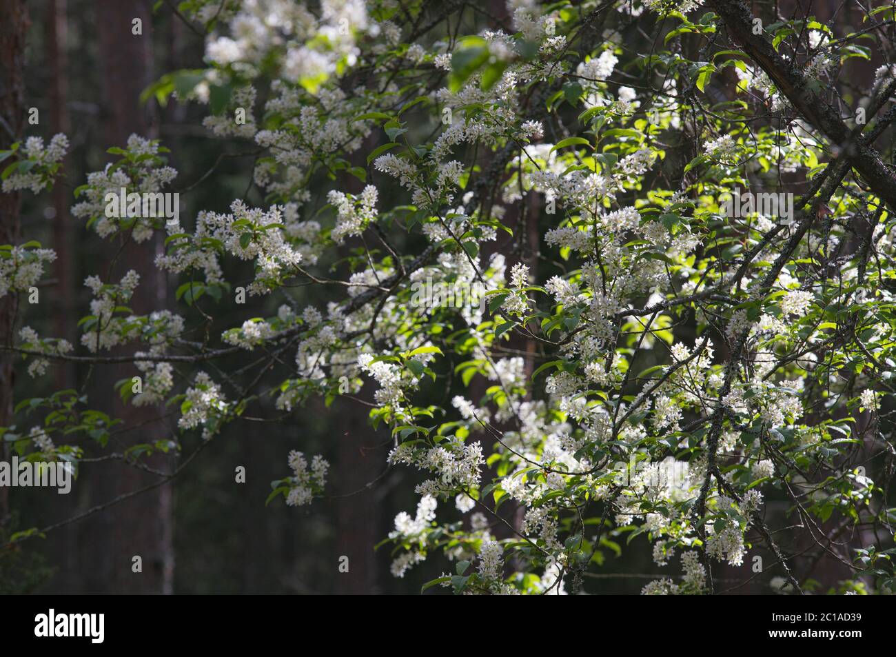 Vogelkirsche, prunus padus Stockfoto