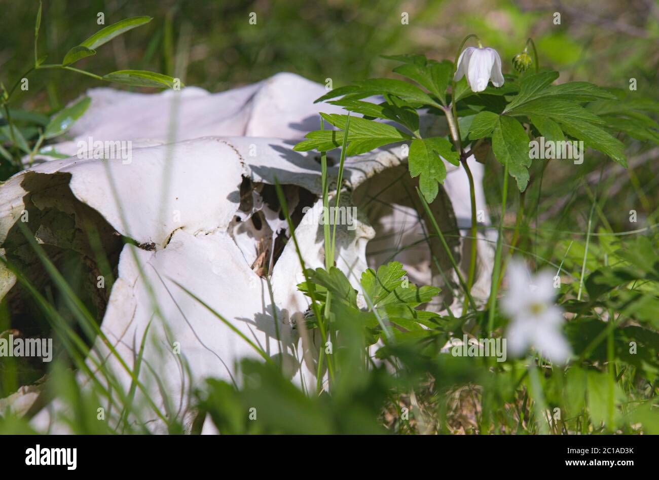 Schädel eines Hirsches, der in Thimbleweed liegt Stockfoto