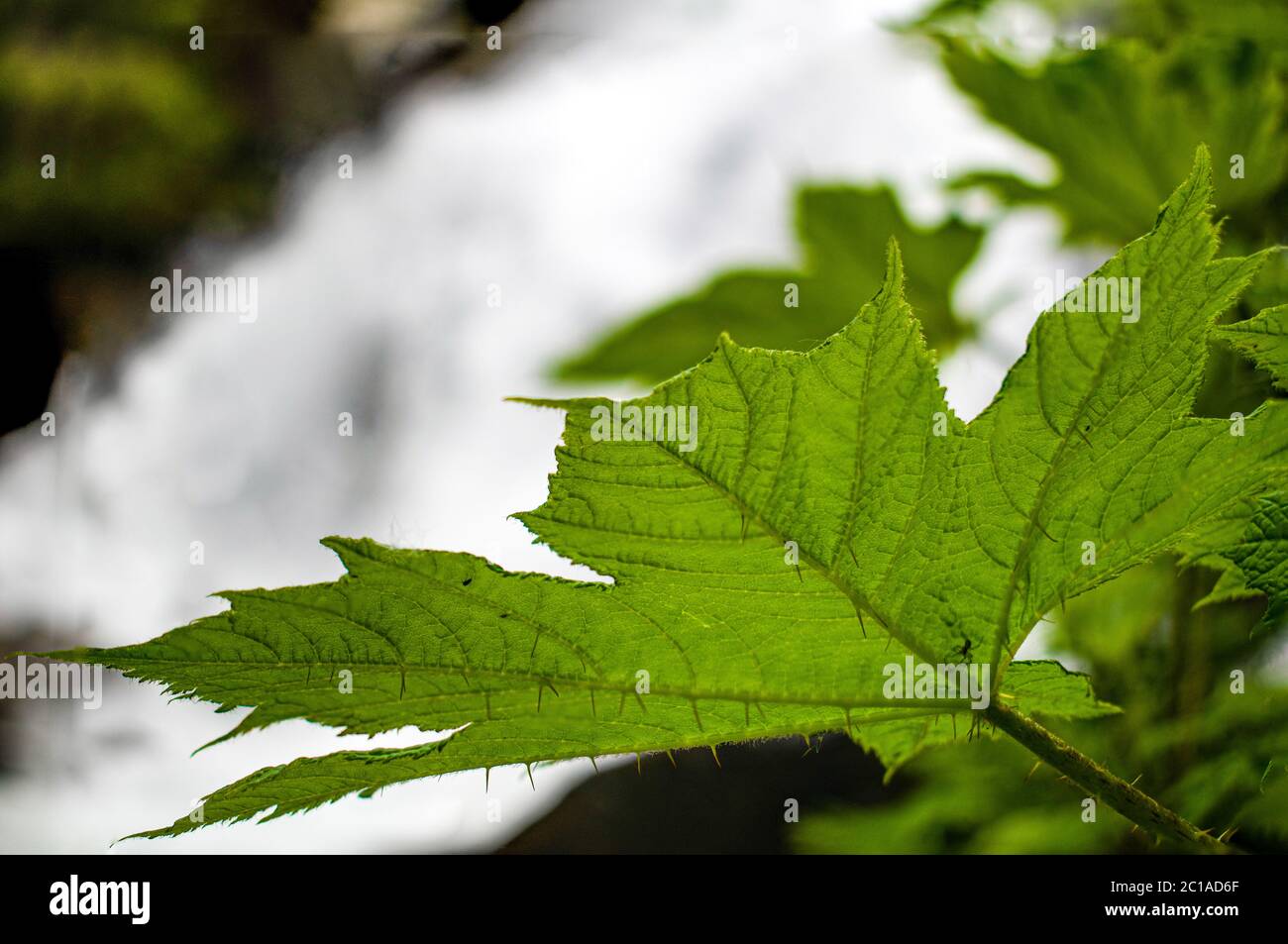 Sogar das Blatt des Teufelsclubs hat Dornen. Stockfoto