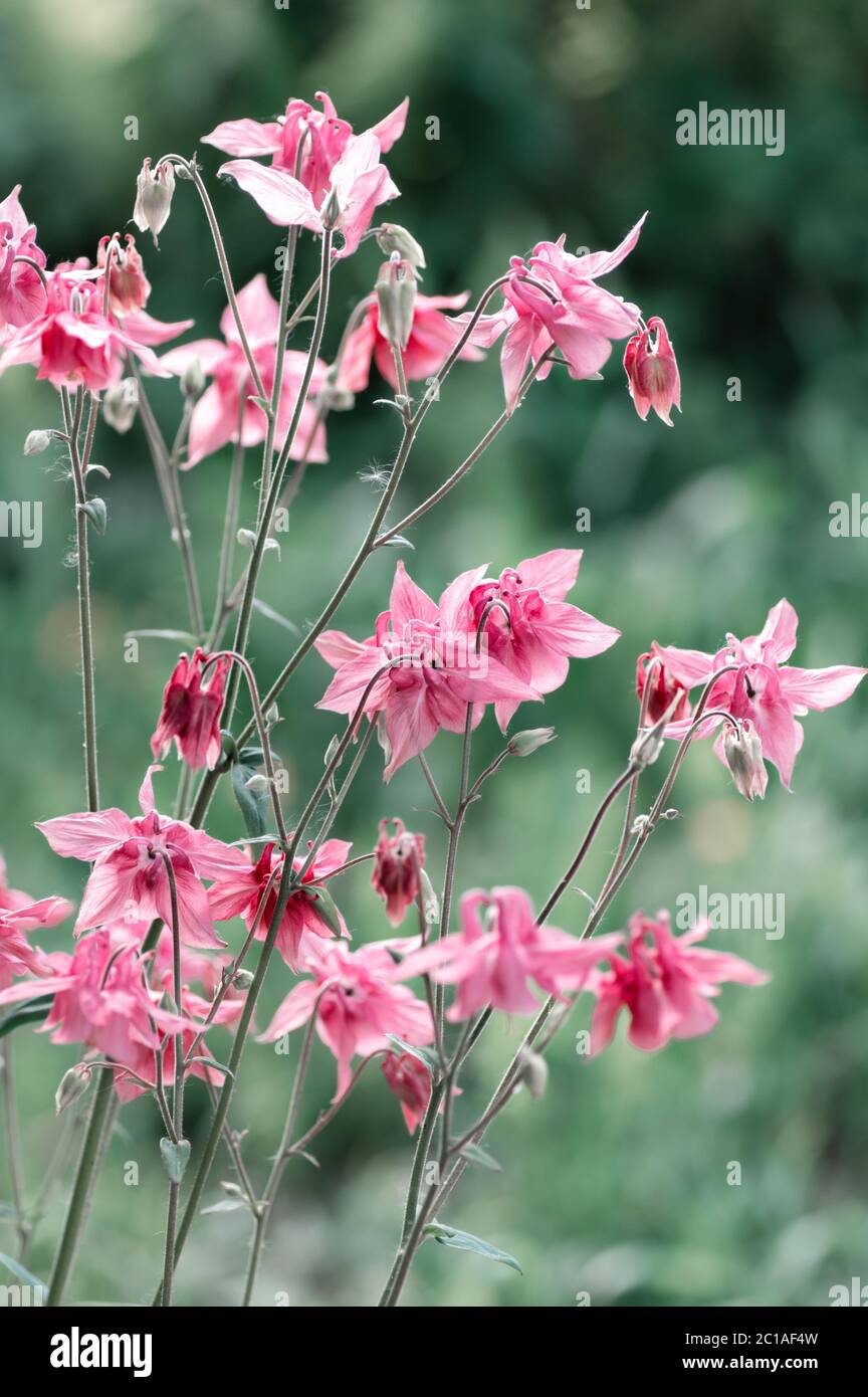 Rosa Aquilegia Blume aus nächster Nähe. Frühlingsblumen im Garten. Vertikales Zuschneiden. Stockfoto