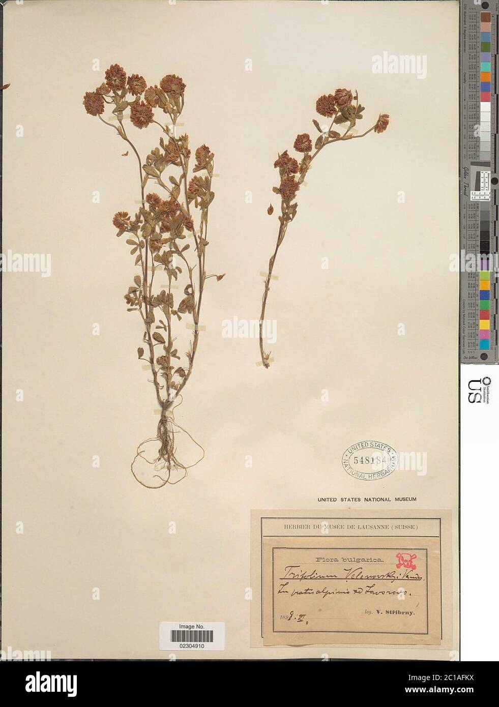 Trifolium velenovskyi Vandas Trifolium velenovskyi Vandas. Stockfoto