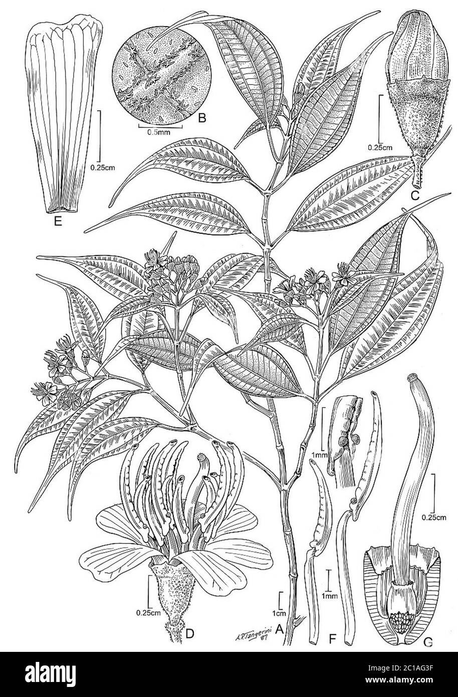 Miconia rimachii Wurdack Miconia rimachii Wurdack. Stockfoto