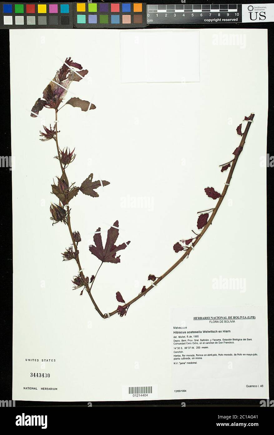 Hibiscus acetosella Welw ex Hiern Hibiscus acetosella Welw ex Hiern. Stockfoto