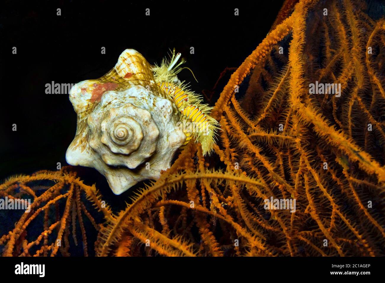 Hairy Yellow Einsiedlerkrebs (Nachtaufnahme) - Aniculus maximus Stockfoto