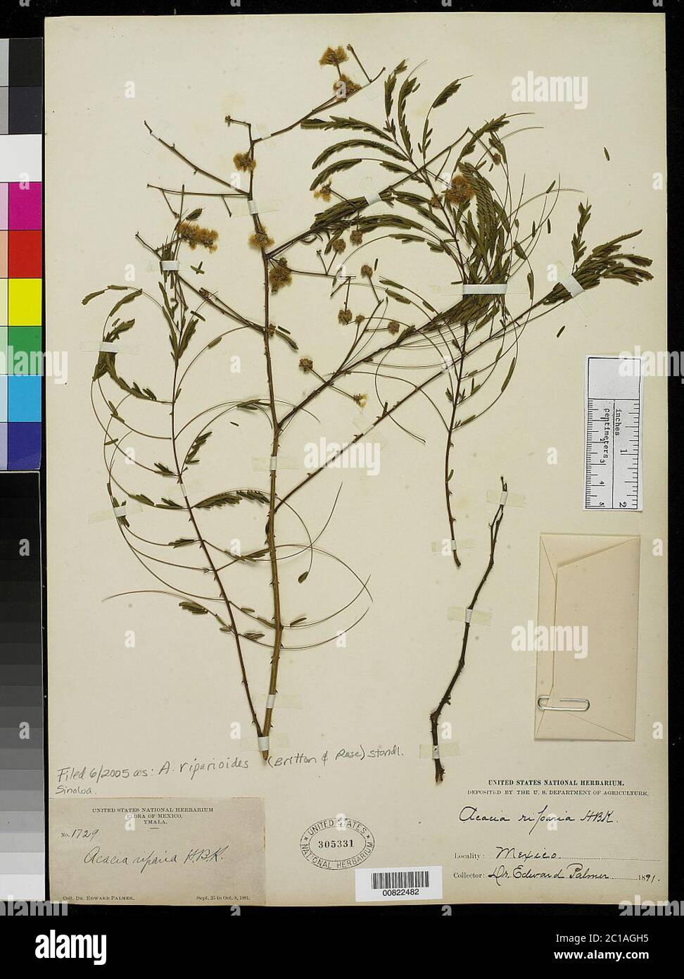 Senegalia riparia Kunth Britton Rose in Britton Killip Senegalia riparia Kunth Britton Rose in Britton Killip. Stockfoto