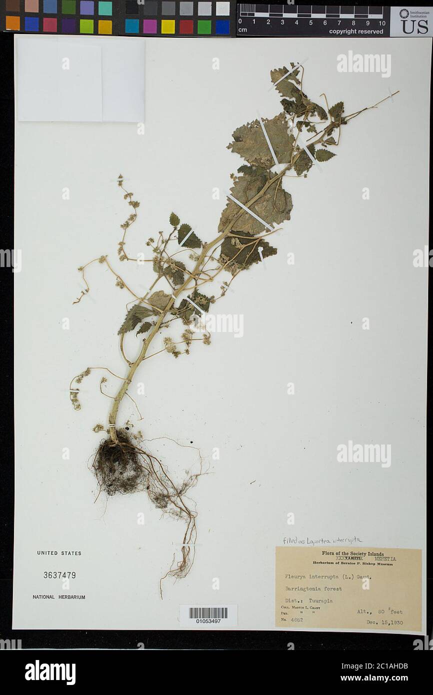 Laportea interrupta L W L Chew Laportea interrupta L W L Chew. Stockfoto