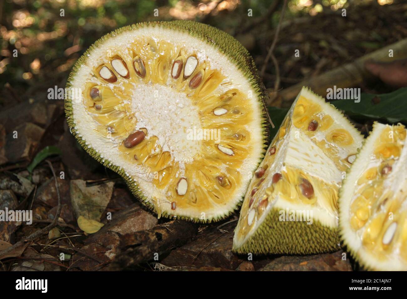 Brotfrucht (Artocarpus altilis), Schnittstücke auf Regenwaldboden, Nosy Komba Island, Madagaskar. Stockfoto