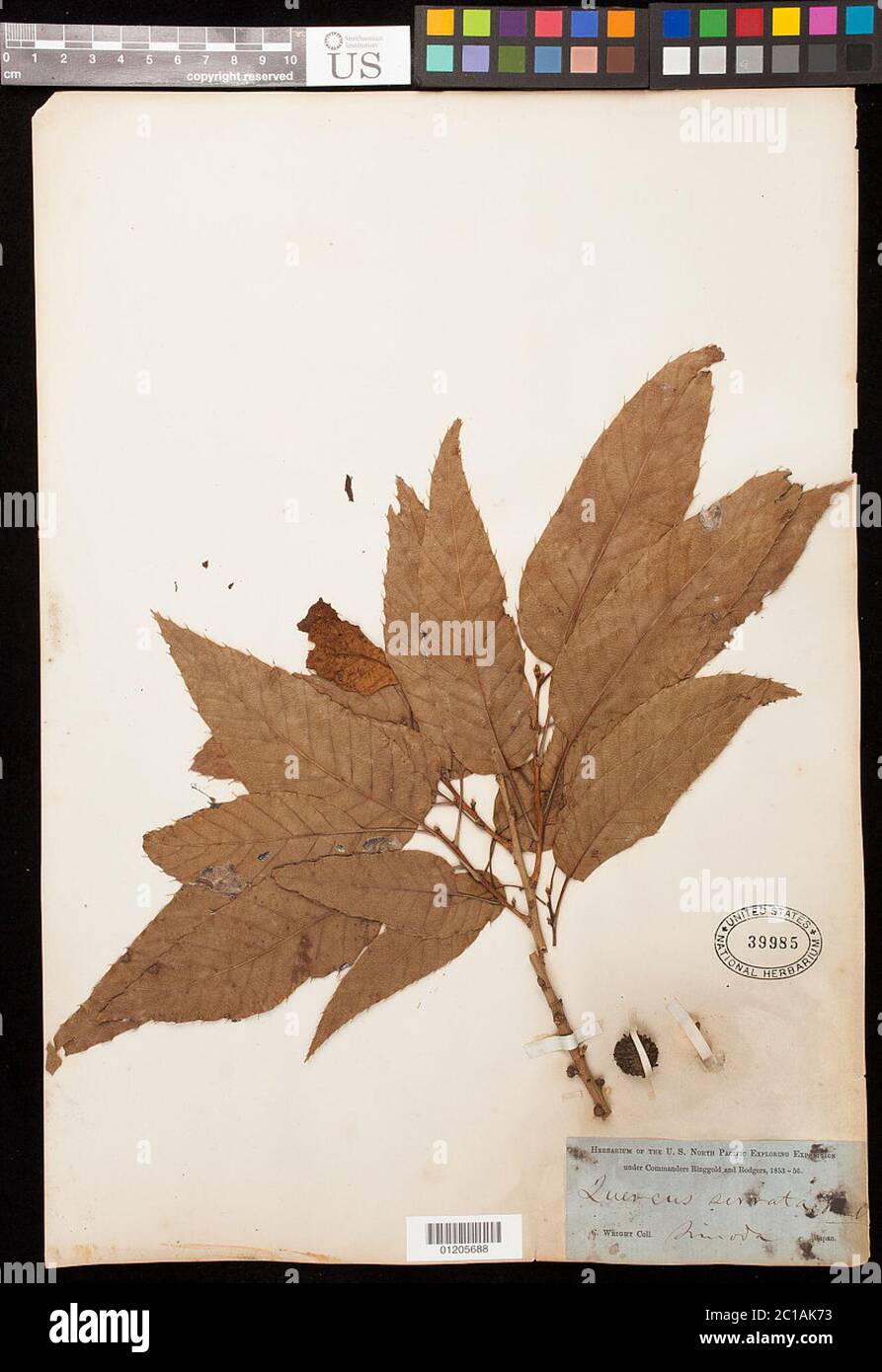 Blühende Pflanzen und Farne Blühende Pflanzen und Farne. Stockfoto