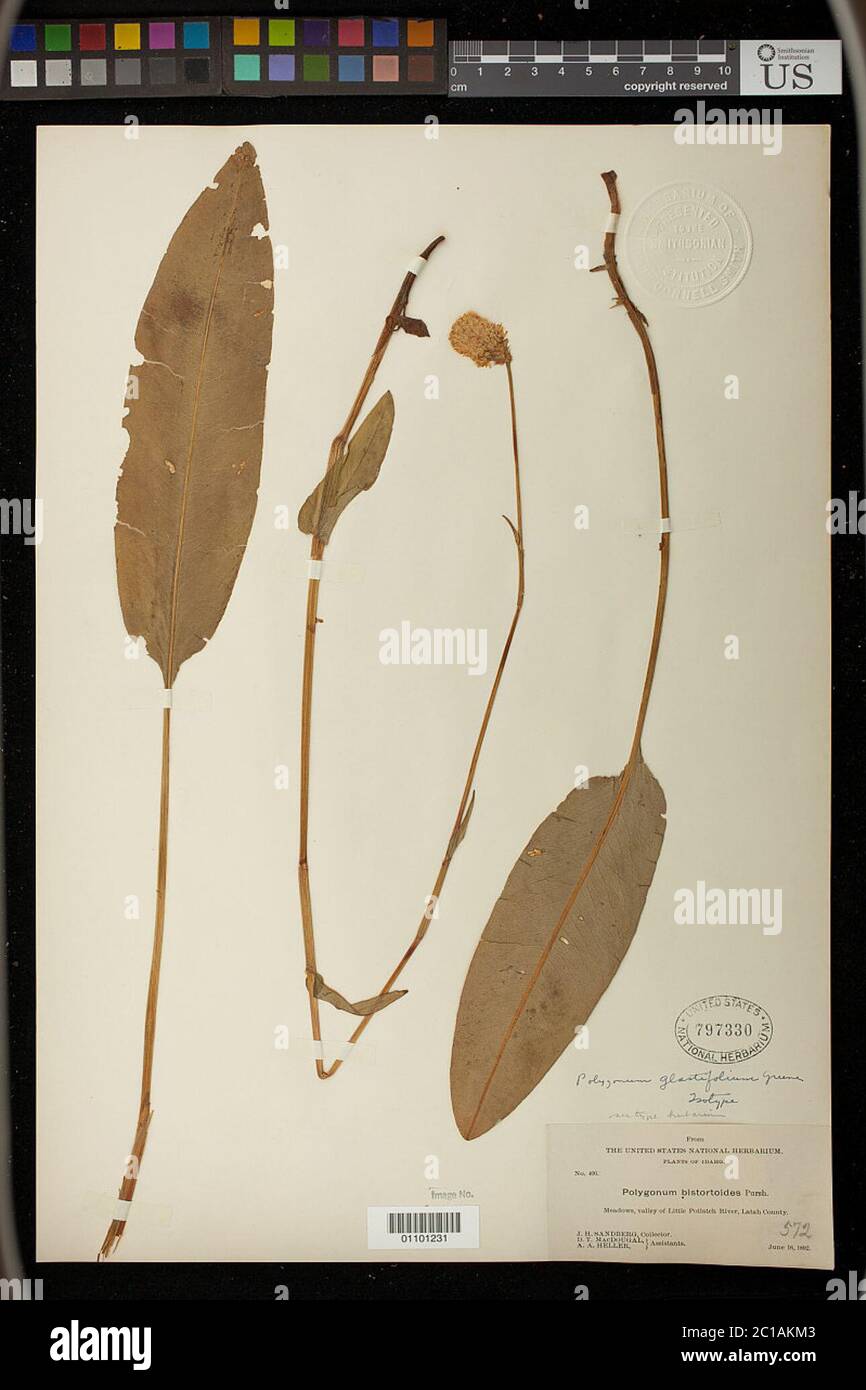 Polygonum glastifolium Greene Polygonum glastifolium Greene. Stockfoto