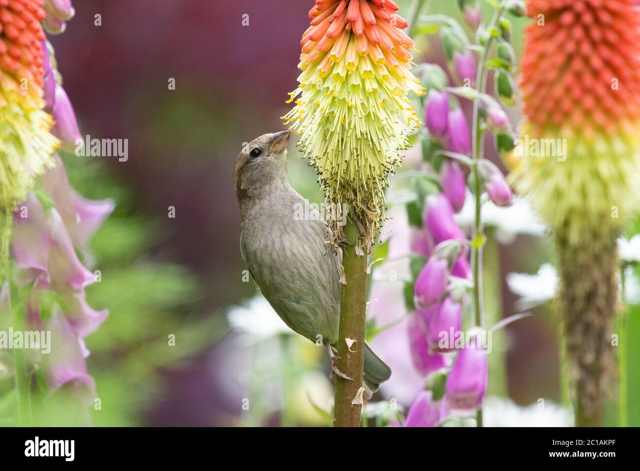 Killearn, Stirlingshire, Schottland, Großbritannien. Juni 2020. UK Wetter - eine weibliche Haussperling trinken Nektar von einem rot-heißen Poker an einem hellen bewölkten Morgen in Stirlingshire. Die Blüten, die in Afrika heimisch sind, haben sich entwickelt, um von Vögeln bestäubt zu werden, insbesondere von Sunbirds, und in Großbritannien erkennen eine Vielzahl von Vögeln die rot-heißen Pokers als eine gute Nahrungsquelle.Quelle: Kay Roxby/Alamy Live News Stockfoto