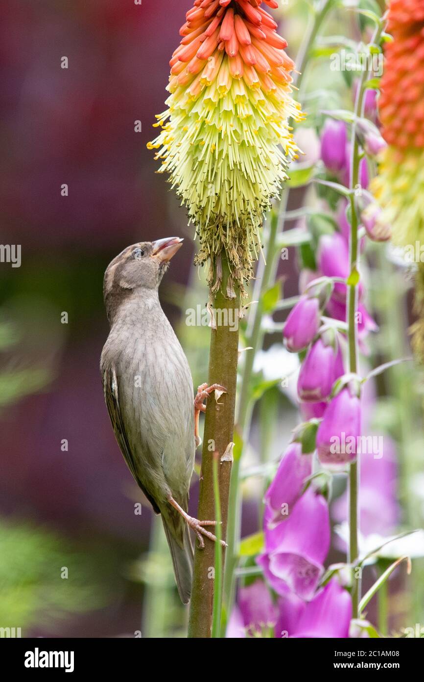 Killearn, Stirlingshire, Schottland, Großbritannien. Juni 2020. UK Wetter - eine weibliche Haussperling trinken Nektar von einem rot-heißen Poker an einem hellen bewölkten Morgen in Stirlingshire. Die Blüten, die in Afrika heimisch sind, haben sich entwickelt, um von Vögeln bestäubt zu werden, insbesondere von Sunbirds, und in Großbritannien erkennen eine Vielzahl von Vögeln die rot-heißen Pokers als eine gute Nahrungsquelle.Quelle: Kay Roxby/Alamy Live News Stockfoto