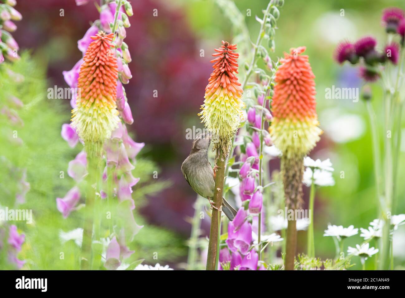 Killearn, Stirlingshire, Schottland, Großbritannien. Juni 2020. UK Wetter - eine weibliche Haussperling trinken Nektar von einem rot-heißen Poker an einem hellen bewölkten Morgen in Stirlingshire. Die Blüten, die in Afrika heimisch sind, haben sich entwickelt, um von Vögeln bestäubt zu werden, insbesondere von Sunbirds, und in Großbritannien erkennen eine Vielzahl von Vögeln die rot-heißen Pokers als eine gute Nahrungsquelle.Quelle: Kay Roxby/Alamy Live News Stockfoto