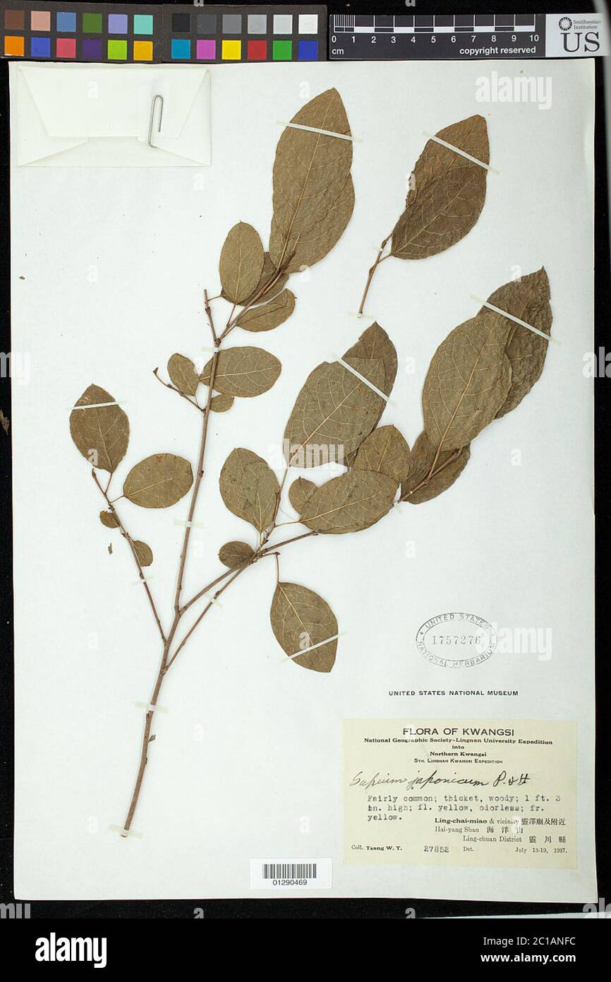 Sapium japonicum Sapium japonicum. Stockfoto