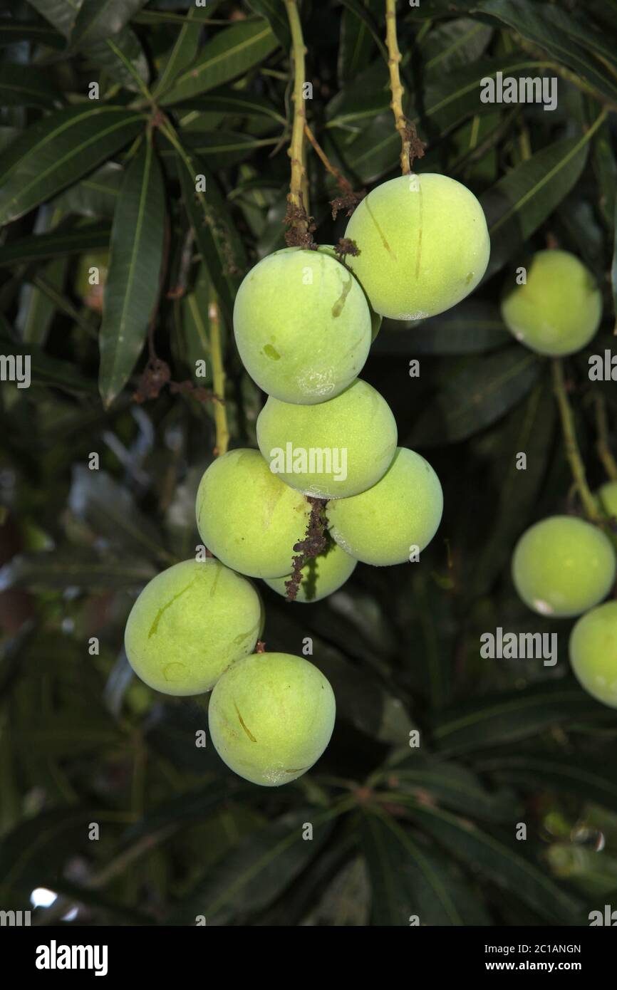 Unreife Mangos auf Baum, Ampangorinana Dorf, Nosy Komba Insel, Madagaskar. Stockfoto