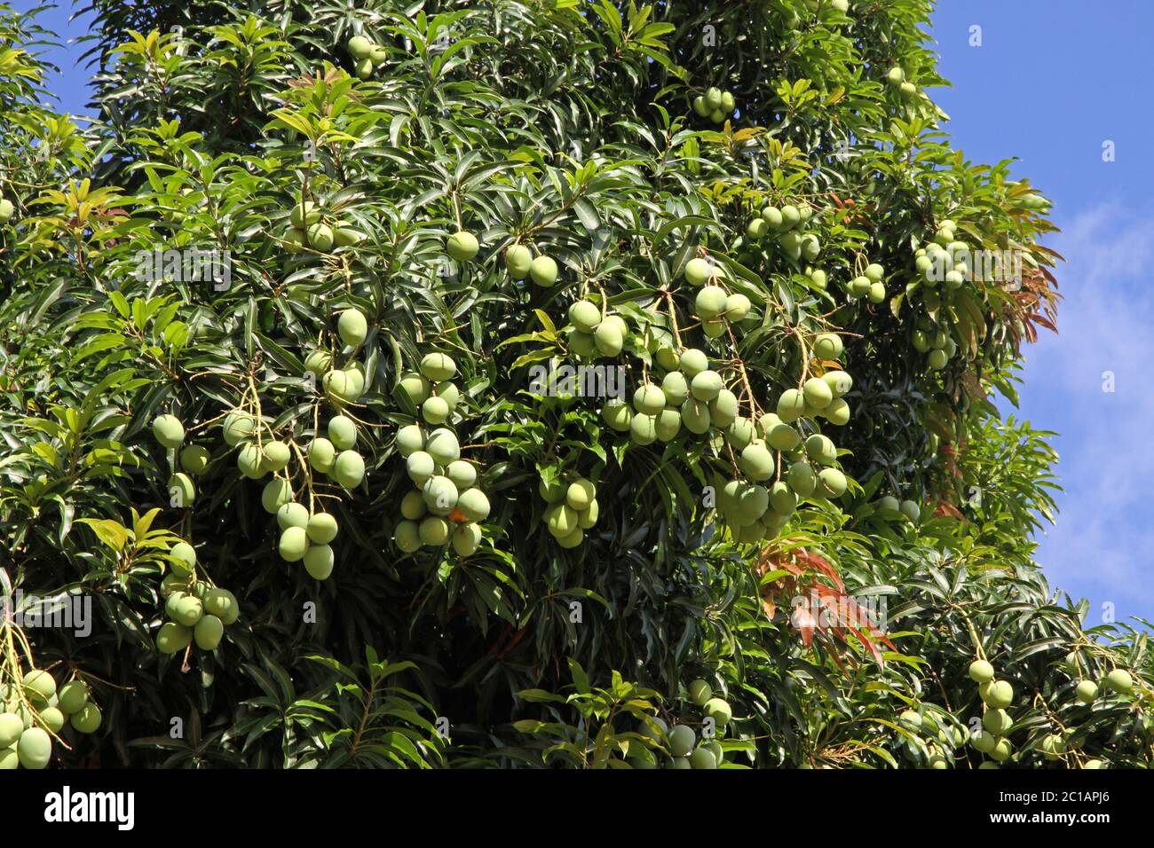 Unreife Mangos auf Baum, Ampangorinana Dorf, Nosy Komba Insel, Madagaskar. Stockfoto